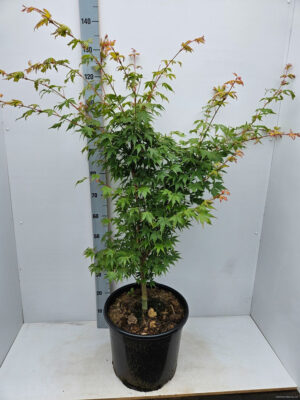 Acer palmatum 'Sangokaku'