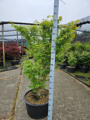 Acer palmatum 'Sangokaku'