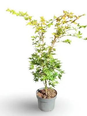 Acer palmatum 'Sangokaku' - Vaxtinredarna.se