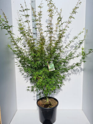 Acer palmatum 'Seiryu'