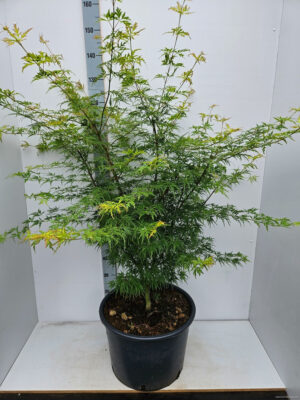 Acer palmatum 'Seiryu'
