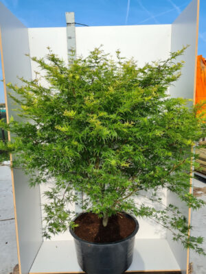 Acer palmatum 'Seiryu'