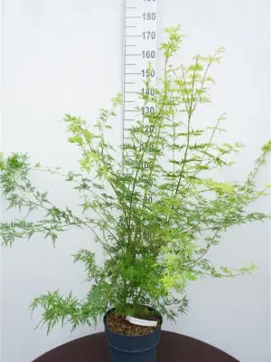 Acer palmatum 'Seiryu'