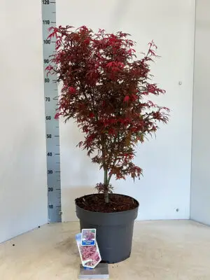 Acer palmatum 'Shaina'