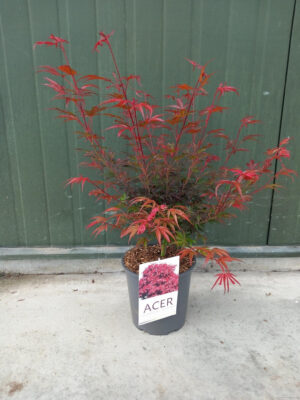 Acer palmatum 'Shaina'