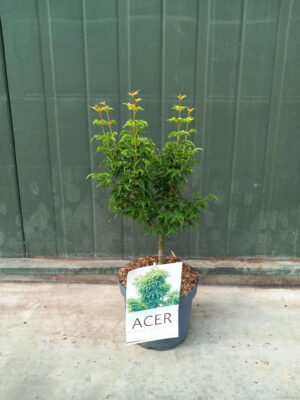 Acer palmatum 'Shishigashira'
