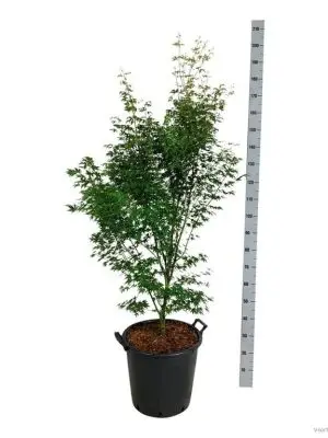 Acer palmatum 'Silhouette'