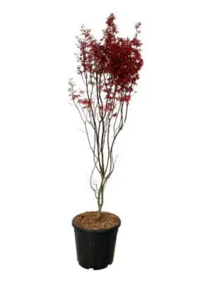 Acer palmatum 'Skeeters Broom' - Vaxtinredarna.se