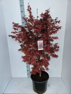 Acer palmatum 'Skeeters Broom'