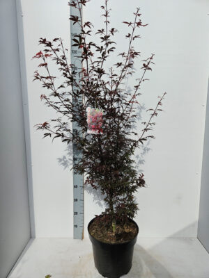Acer palmatum 'Skeeters Broom'