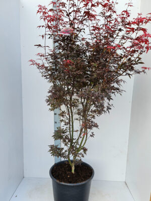 Acer palmatum 'Skeeters Broom'