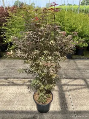 Acer palmatum 'Skeeters Broom'