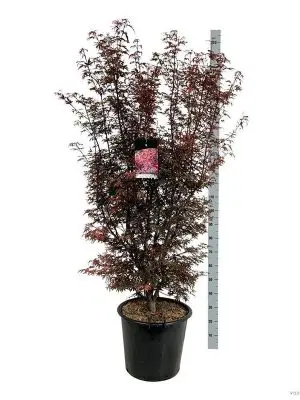 Acer palmatum 'Skeeters Broom'