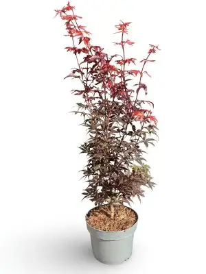 Acer palmatum 'Skeeters Broom' - Vaxtinredarna.se