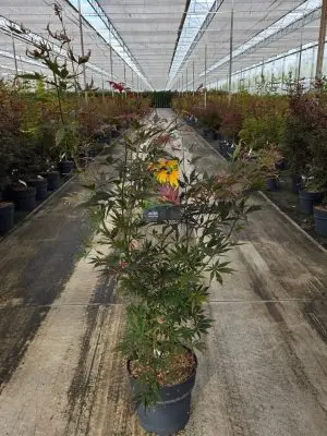 Acer palmatum 'Sumi-nagashi'