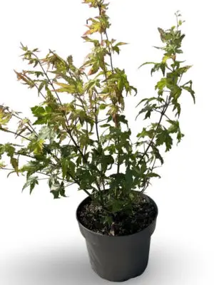 Acer palmatum 'Summer Gold' - Vaxtinredarna.se