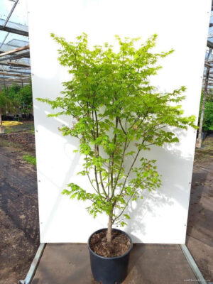 Acer palmatum 'Summer Gold'