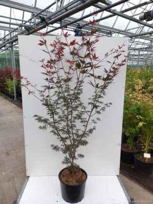 Acer palmatum 'Trompenburg'
