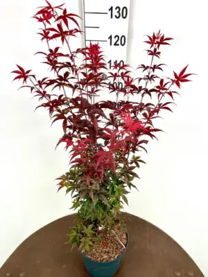 Acer palmatum 'Twomblys Red Sentinel' - Vaxtinredarna.se