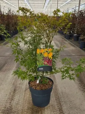 Acer palmatum 'Wilson's Pink Dwarf'