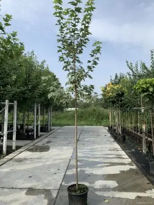 Acer platanoides 'Drummondii' - Vaxtinredarna.se