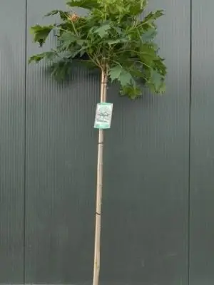 Acer platanoides 'Globosum'