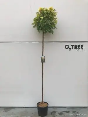 Acer pseudoplatanus