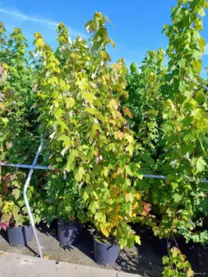 Acer rubrum 'October Glory' - Vaxtinredarna.se