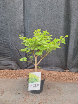 Acer shirasawanum 'Aureum'