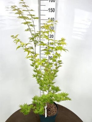 Acer shirasawanum 'Jordan' - Vaxtinredarna.se