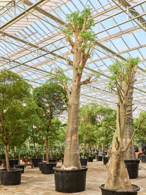 Adansonia digitata