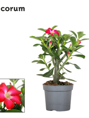 Adenium obesum - Vaxtinredarna.se
