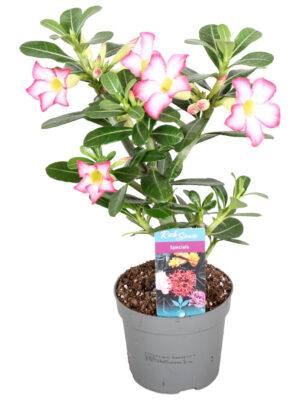 Adenium obesum 'Pinkstar' - Vaxtinredarna.se