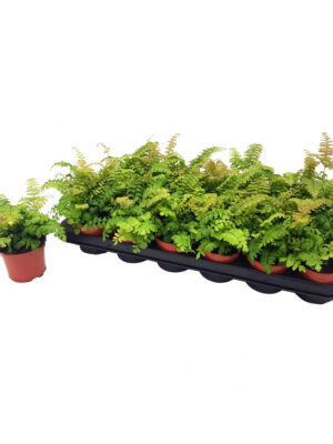 Adiantum hispidulum ‘Bronze Venus’ - Vaxtinredarna.se
