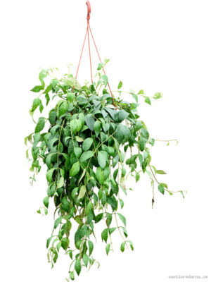 Aeschynanthus marmoratus