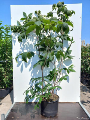 Aesculus parviflora - Vaxtinredarna.se