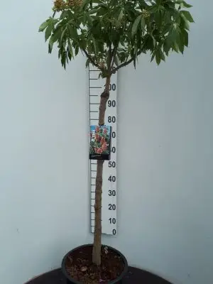 Aesculus pavia 'Discolor'
