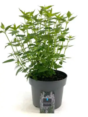 Agastache 'Blue Fortune' - Vaxtinredarna.se