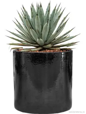 Agave macroacantha in Cylinder - Vaxtinredarna.se