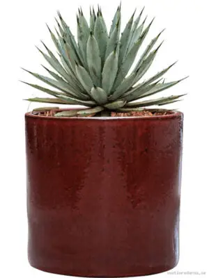 Agave macroacantha in Cylinder - Vaxtinredarna.se