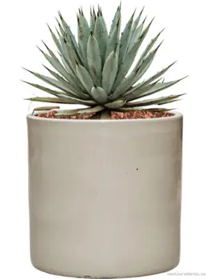 Agave macroacantha in Cylinder - Vaxtinredarna.se