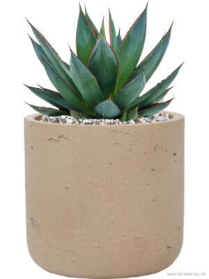 Agave 'Shaka Zulu' in Rough - Vaxtinredarna.se