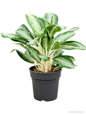 Aglaonema 'Anouk'