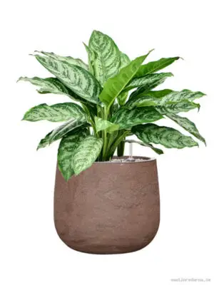 Aglaonema 'Chantal' in Baq Algar - Vaxtinredarna.se