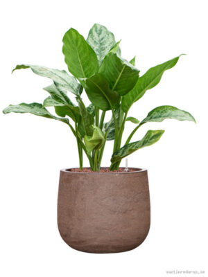 Aglaonema 'Chantal' in Baq Algar - Vaxtinredarna.se