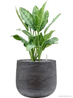 Aglaonema 'Chantal' in Baq Algar - Vaxtinredarna.se