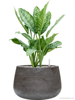 Aglaonema 'Chantal' in Baq Algar - Vaxtinredarna.se