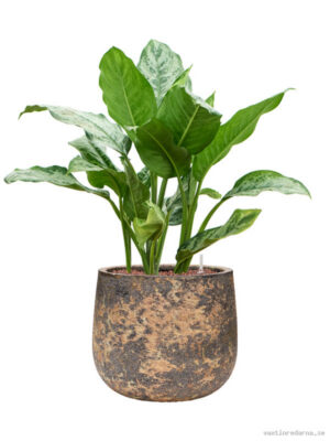Aglaonema 'Chantal' in Baq Atlas - Vaxtinredarna.se