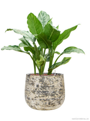 Aglaonema 'Chantal' in Baq Atlas - Vaxtinredarna.se