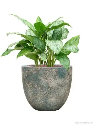 Aglaonema 'Chantal' in Baq Sandora - Vaxtinredarna.se